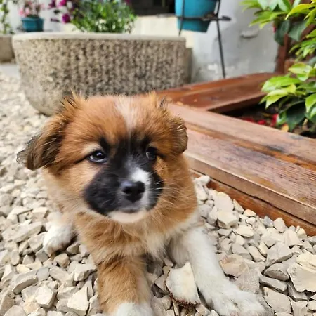 Seashell Ξενοδοχείο