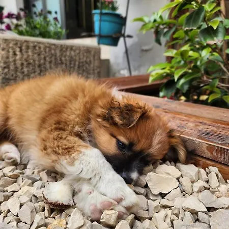 Seashell Ξενοδοχείο Škalngur