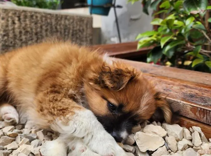 Seashell Hotel Škalngur